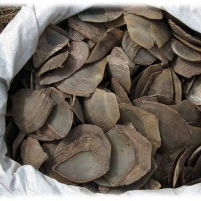 Pangolin scales