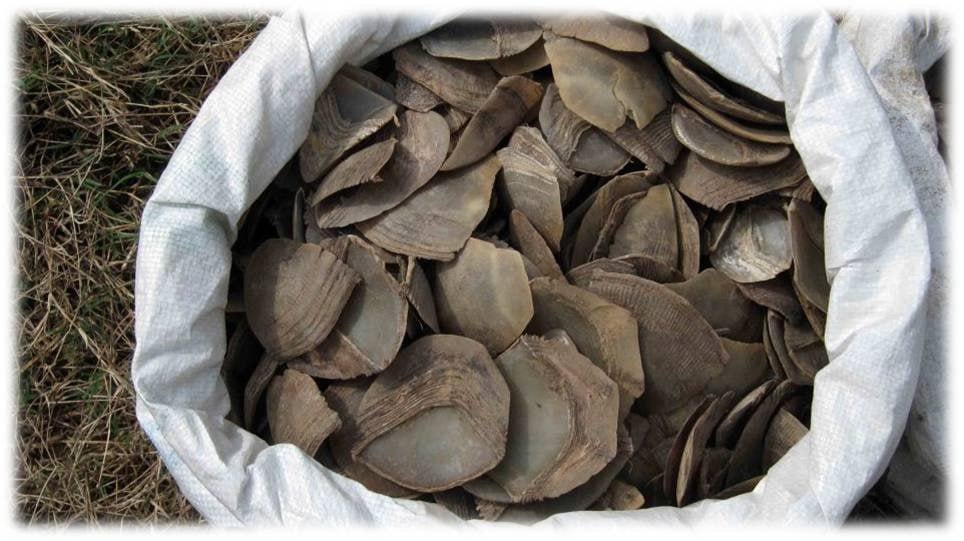 Pangolin scales