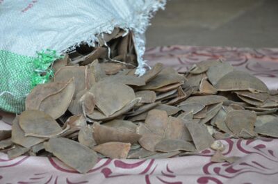 Pangolin scales