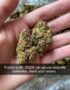 purple kush weed strains